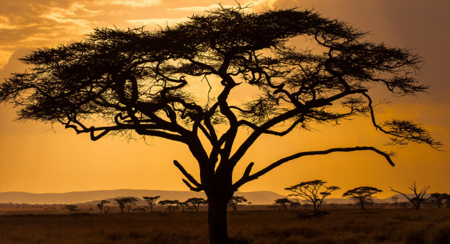 Обои картинки фото природа, деревья, саванна