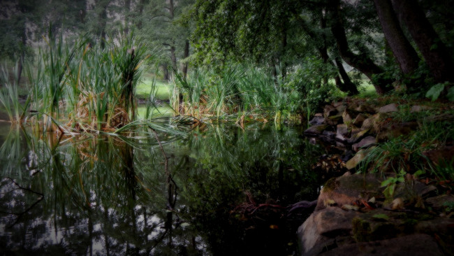 Обои картинки фото природа, реки, озера, река, лес