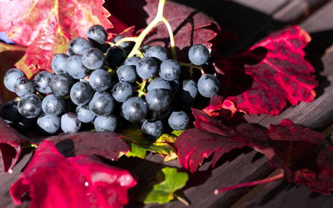 Обои картинки фото еда, виноград, гроздь, листья