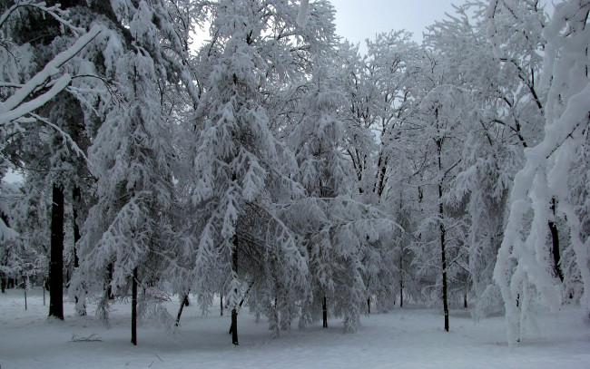 Обои картинки фото природа, зима, деревья, снег