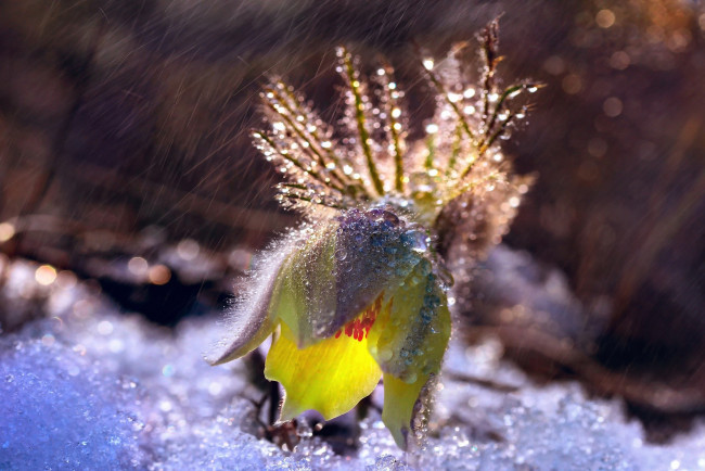 Обои картинки фото цветы, анемоны,  сон-трава, снег