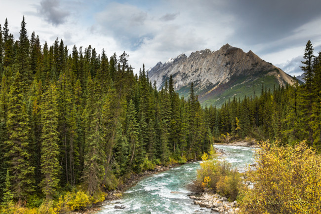 Обои картинки фото природа, реки, озера, река, лес