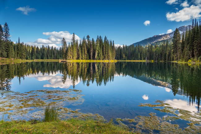 Обои картинки фото природа, реки, озера, река, лес