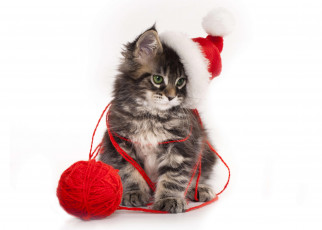 Картинка животные коты клубок шапка котенок