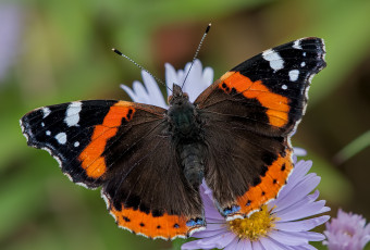 Картинка животные бабочки +мотыльки +моли бабочка