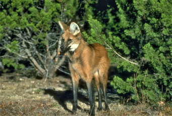 Картинка животные волки +койоты +шакалы кусты гривастый волк