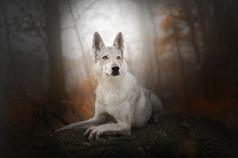 Картинка животные собаки собака взгляд фон