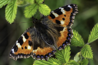 Картинка животные бабочки +мотыльки +моли бабочка