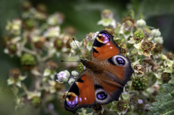 Картинка животные бабочки +мотыльки +моли бабочка