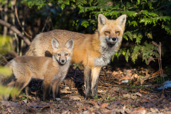 Картинка животные лисы лисичка