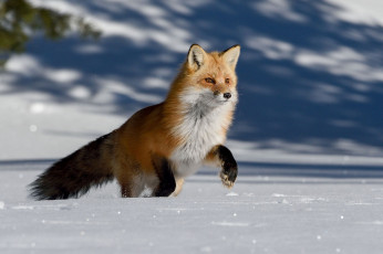 Картинка животные лисы лисичка