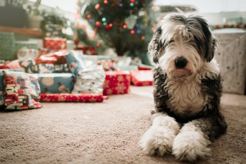 Картинка животные собаки подарки собака ковер