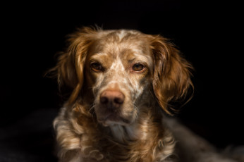 Картинка животные собаки пёс