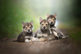 Картинка животные собаки пёс