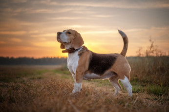 Картинка животные собаки пёс