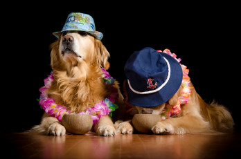 Картинка животные собаки пёс