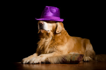 Картинка животные собаки пёс