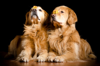 Картинка животные собаки пёс