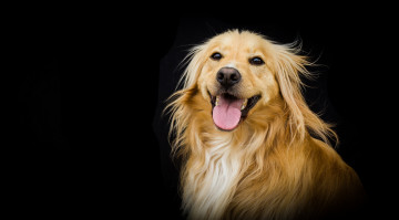 Картинка животные собаки пёс