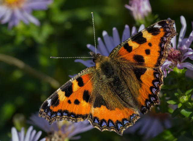 Обои картинки фото животные, бабочки,  мотыльки,  моли, бабочка