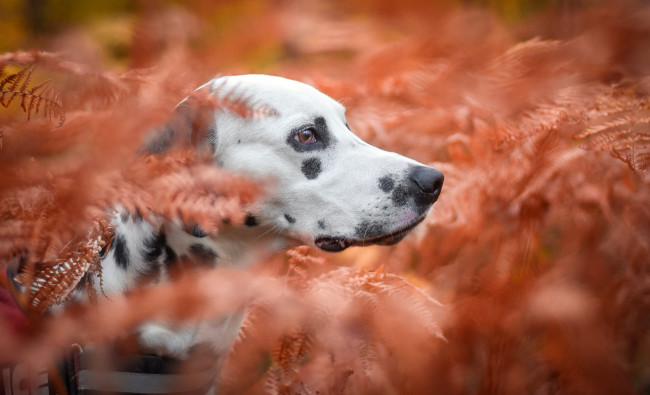 Обои картинки фото животные, собаки, пёс