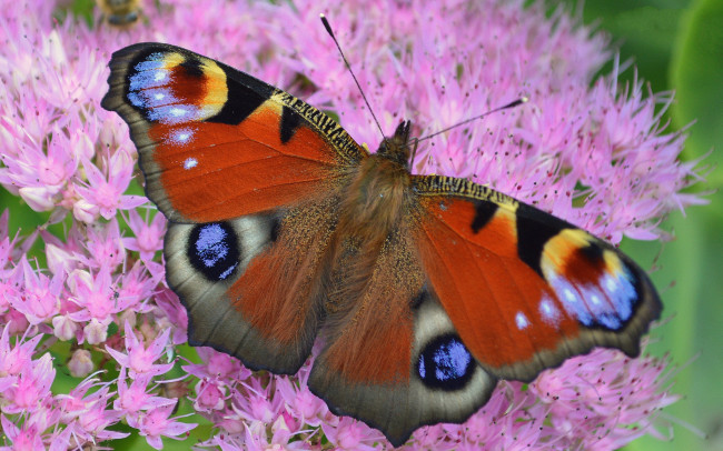 Обои картинки фото животные, бабочки,  мотыльки,  моли, бабочка