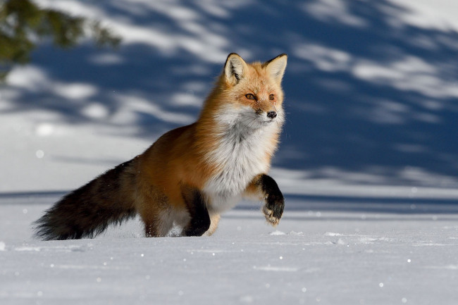Обои картинки фото животные, лисы, лисичка