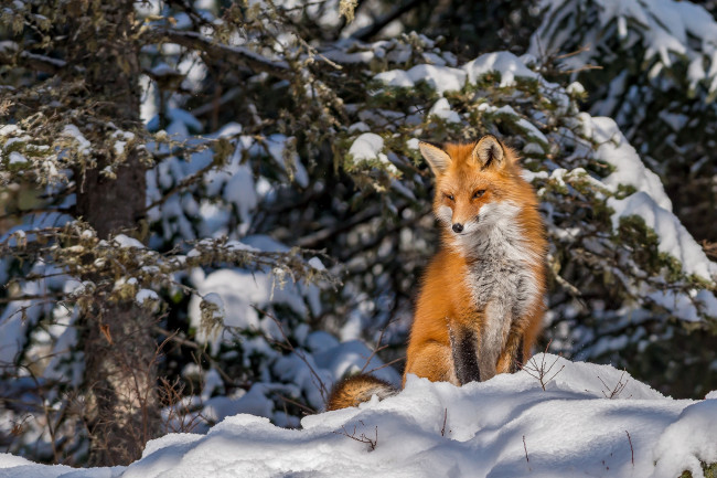 Обои картинки фото животные, лисы, лисичка
