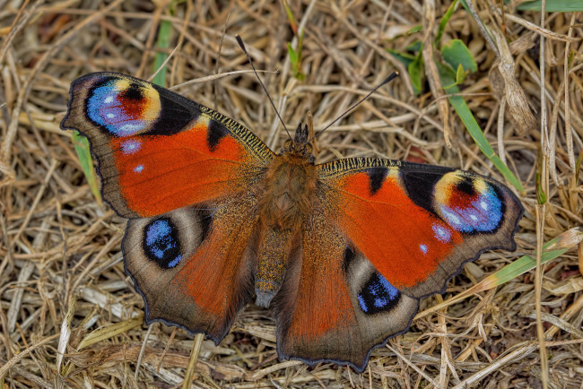 Обои картинки фото животные, бабочки,  мотыльки,  моли, бабочка