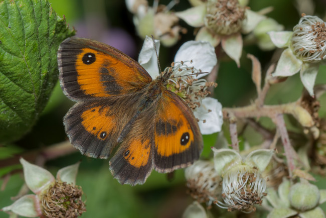 Обои картинки фото животные, бабочки,  мотыльки,  моли, бабочка