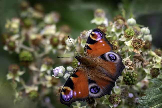 Обои картинки фото животные, бабочки,  мотыльки,  моли, бабочка