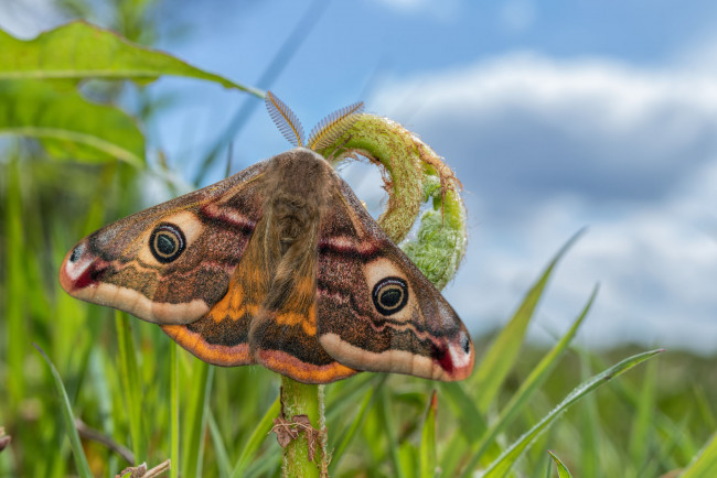 Обои картинки фото животные, бабочки,  мотыльки,  моли, бабочка