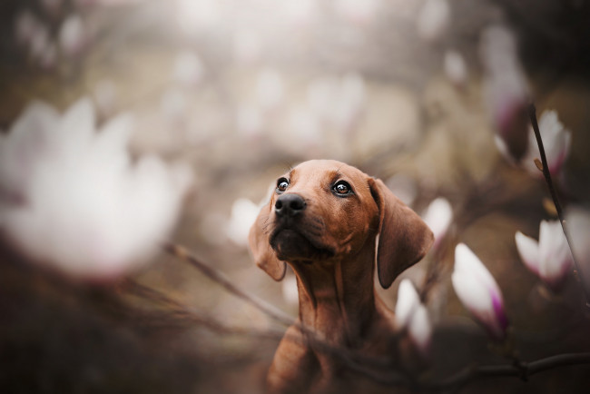 Обои картинки фото животные, собаки, пёс