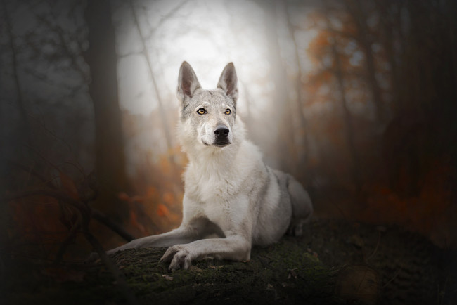 Обои картинки фото животные, собаки, собака, взгляд, фон