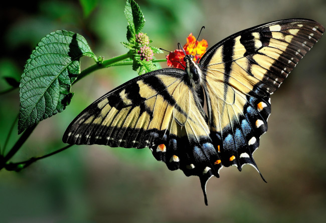 Обои картинки фото животные, бабочки,  мотыльки,  моли, бабочка