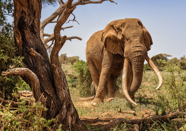 Обои картинки фото животные, слоны, исполин