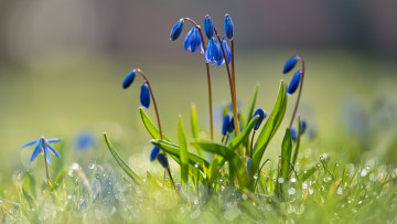 Картинка цветы подснежники +белоцветники +пролески пролеска