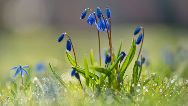 Обои картинки фото цветы, подснежники,  белоцветники,  пролески, пролеска