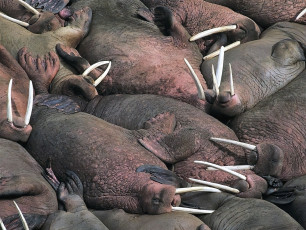 Картинка животные моржи лежбище