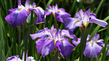 Картинка цветы ирисы