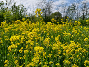 Картинка цветы луговые+ полевые +цветы луг
