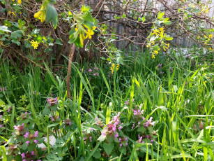 Картинка цветы разные+вместе черная смородина