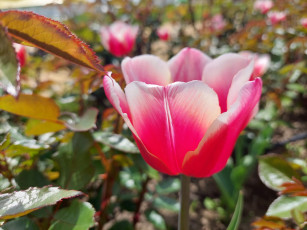 Картинка цветы тюльпаны тюльпан