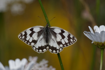Картинка животные бабочки +мотыльки +моли бабочка