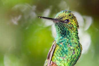 Картинка животные колибри