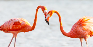 Картинка животные фламинго