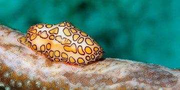 Картинка животные морская+фауна морской слизень