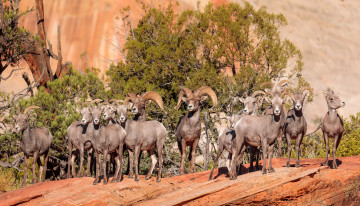 Картинка животные козы стадо