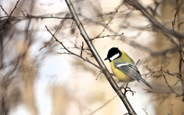 Картинка животные синицы +лазоревки синица дерево ветки