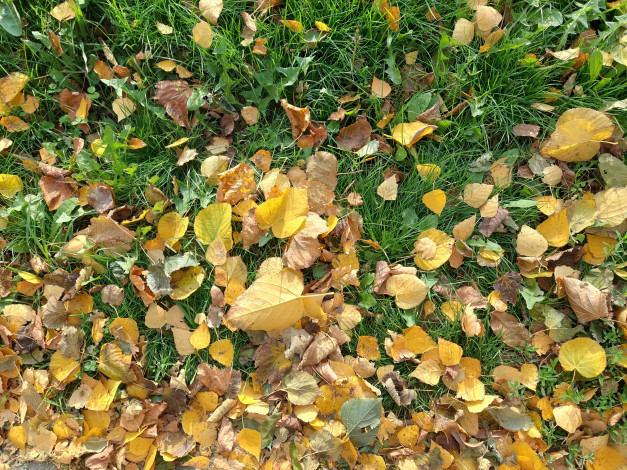 Обои картинки фото природа, листья, осень